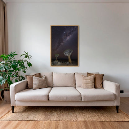 Dicotoma sous les étoiles