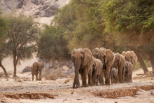 Charger l&#39;image dans la galerie, Famille du désert -2
