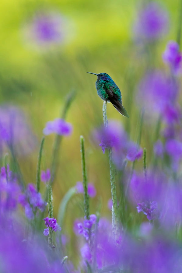 Colibri en peinture
