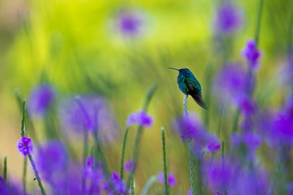Colibri en peinture H