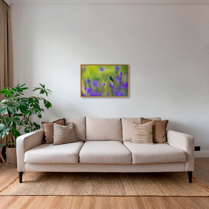 Colibri en peinture H