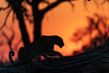 Charger l&#39;image dans la galerie, L&#39;heure du Léopard
