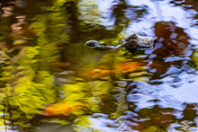 Charger l&#39;image dans la galerie, Caïman en peinture
