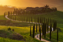 Charger l&#39;image dans la galerie, Lumière sur les cyprès 2
