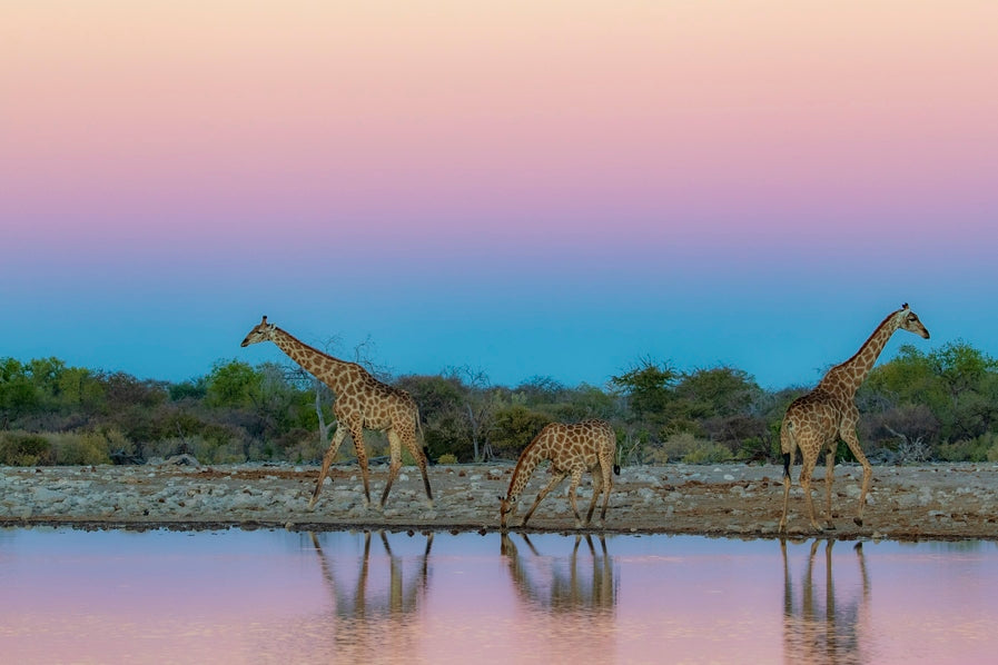 Girafes rosées