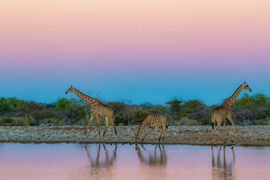 Girafes rosées