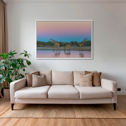 Girafes rosées