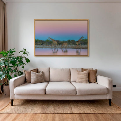 Girafes rosées