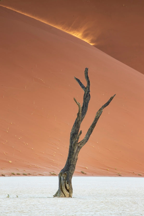 L'arbre et la poussière