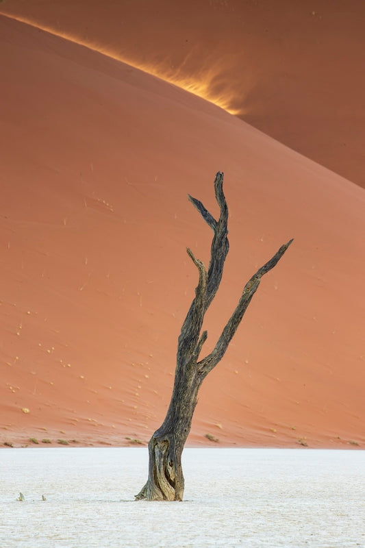 L'arbre et la poussière
