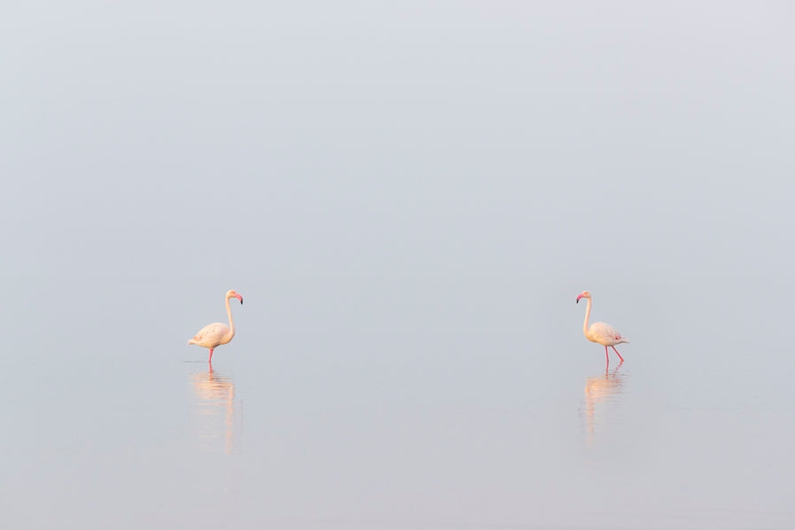 1, 2, 3... Flamants !