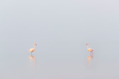 1, 2, 3... Flamants !