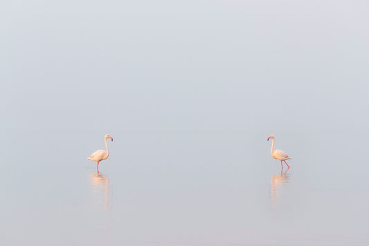 1, 2, 3... Flamants !