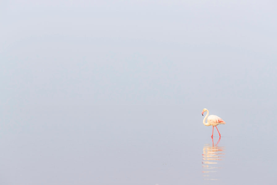 Rose dans la brume