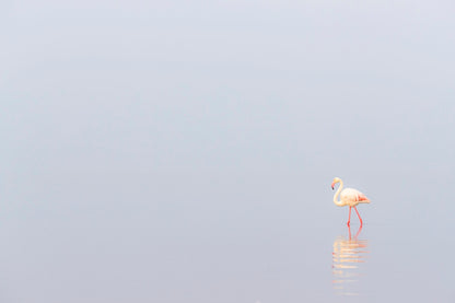 Rose dans la brume