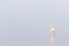 Charger l&#39;image dans la galerie, Rose dans la brume
