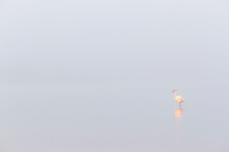 Solitude du flamant