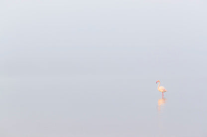 Solitude du flamant