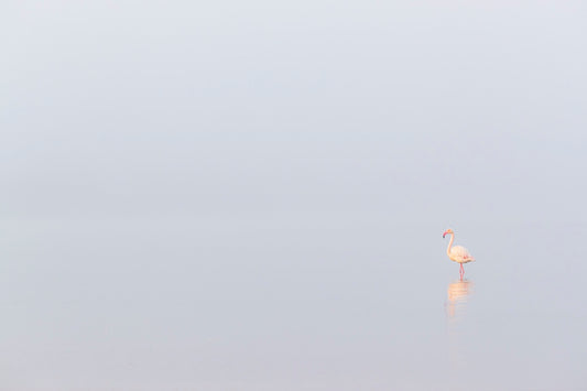 Solitude du flamant