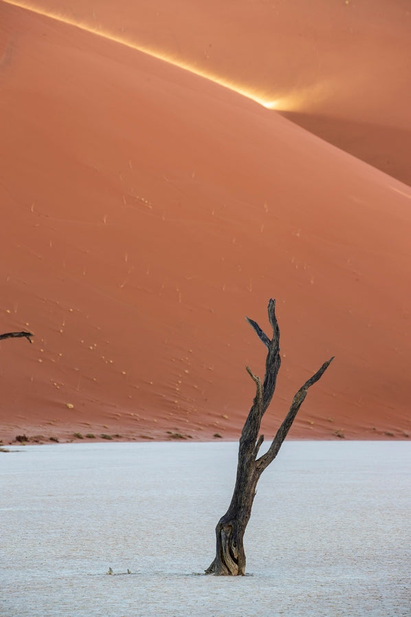 Acacia et rayon de soleil