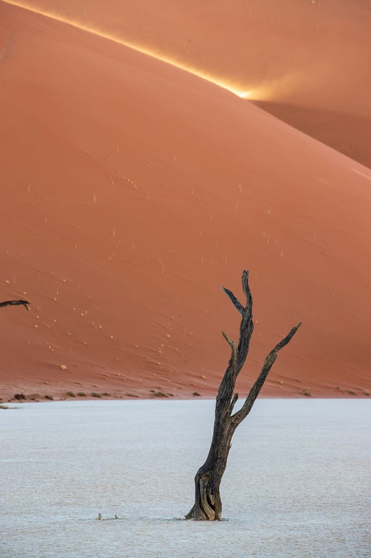 Acacia et rayon de soleil