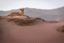 Charger l&#39;image dans la galerie, Reine du désert
