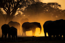 Charger l&#39;image dans la galerie, Géant et lumière d&#39;or
