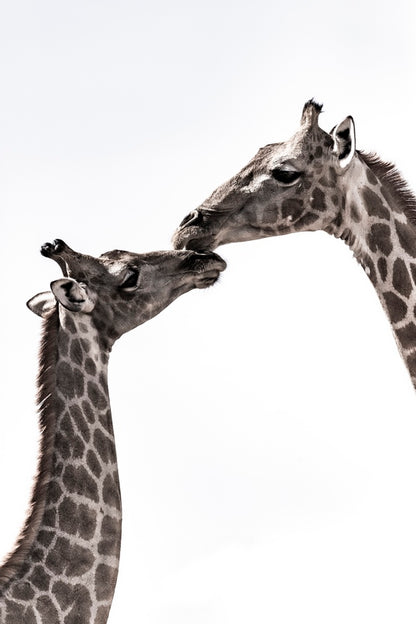 Amour du désert