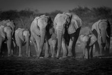 Charger l&#39;image dans la galerie, La troupe a soif
