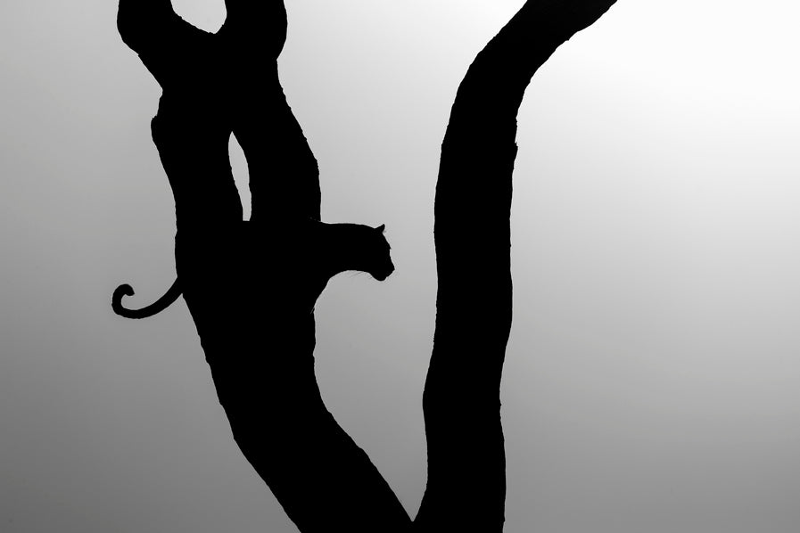Silhouette féline 2