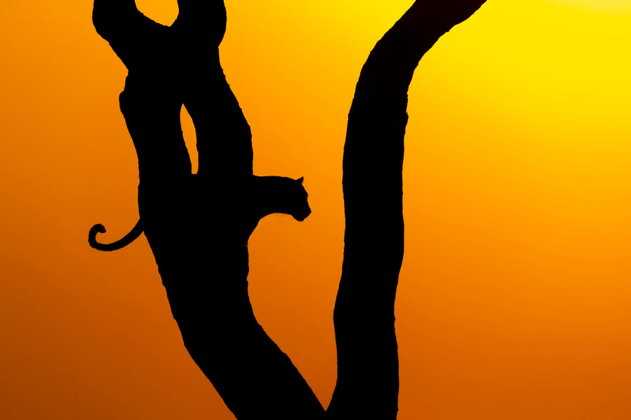Silhouette féline