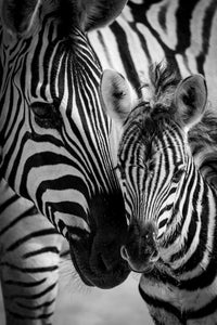 Amour monochrome 2