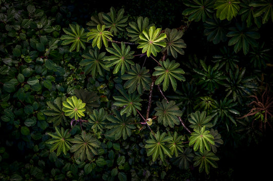Tableau de forêt vierge