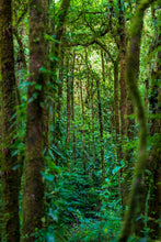 Charger l&#39;image dans la galerie, A travers la jungle
