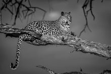 Charger l&#39;image dans la galerie, Leadwood lady 2
