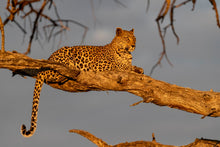 Charger l&#39;image dans la galerie, Leadwood lady
