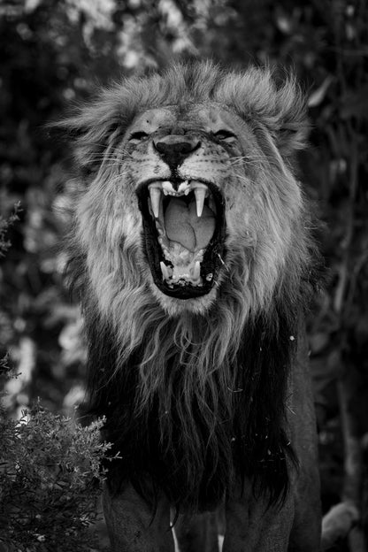 Le Roi baille