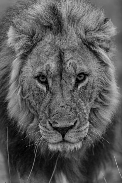 Regard d'un Roi