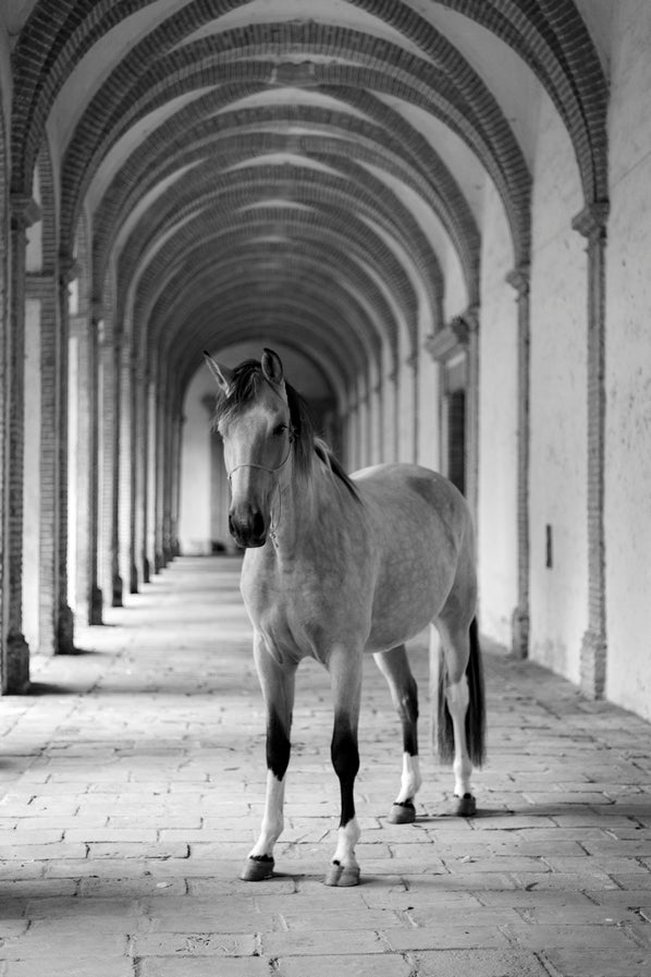 Cheval cloîtré 8