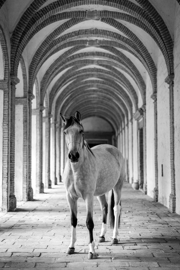 Cheval cloîtré 3