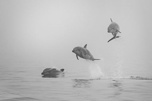 Trio