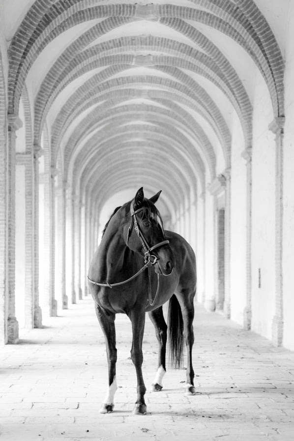 Cheval cloîtré