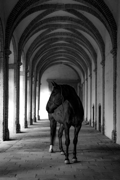 Cheval cloîtré 4