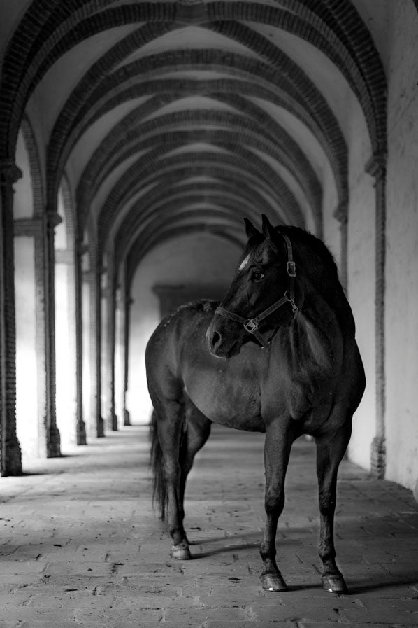 Cheval cloîtré 2