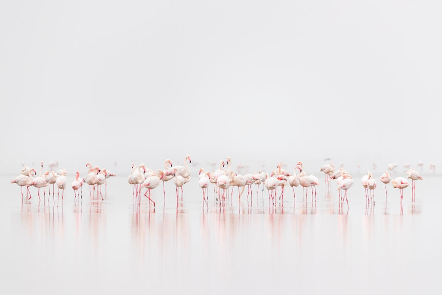 Brochette de flamants