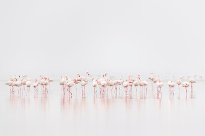 Brochette de flamants