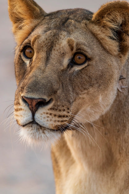 Portrait d'une Reine