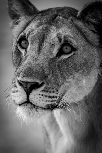 Portrait d'une Reine 2