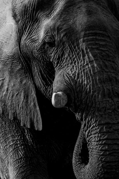Texture d'Éléphant