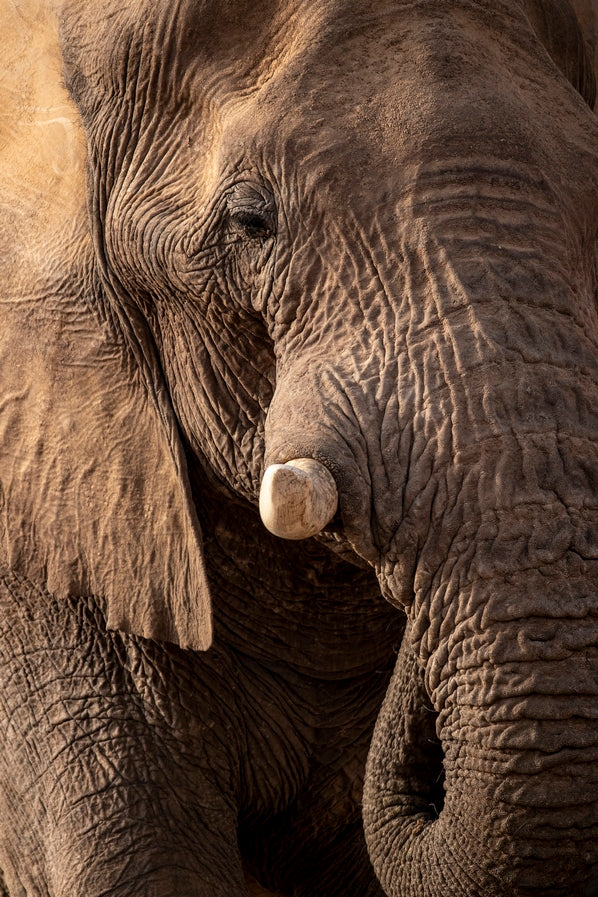 Texture d'Éléphant 2